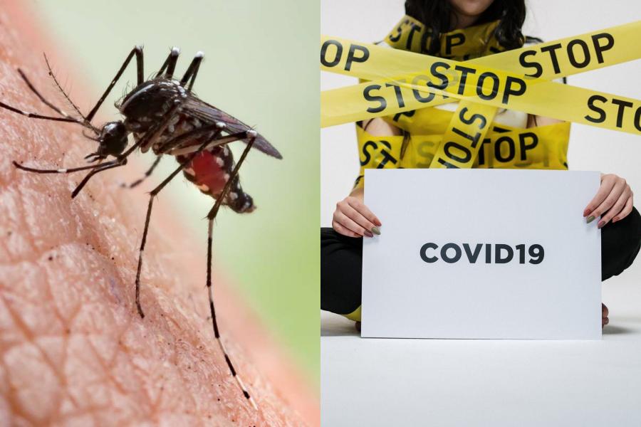 Bisakah Virus Corona Menular lewat Gigitan Nyamuk? Ini Penjelasannya!