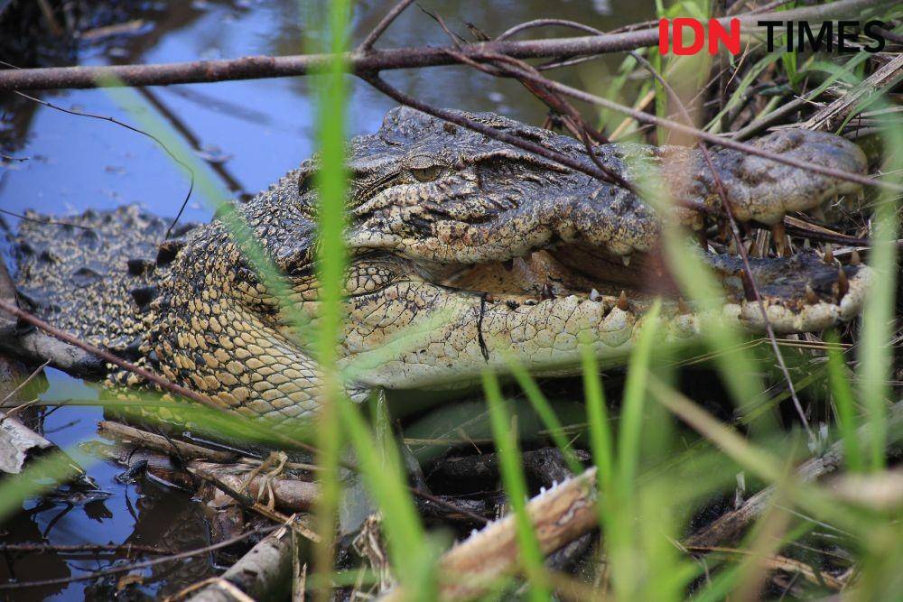 Induk Buaya Muara saat menjaga sarangnya dikawasan hutan Mangrove Nagari Tiku V Jorong, Kabupaten Agam. (IDN Times/Andri NH)