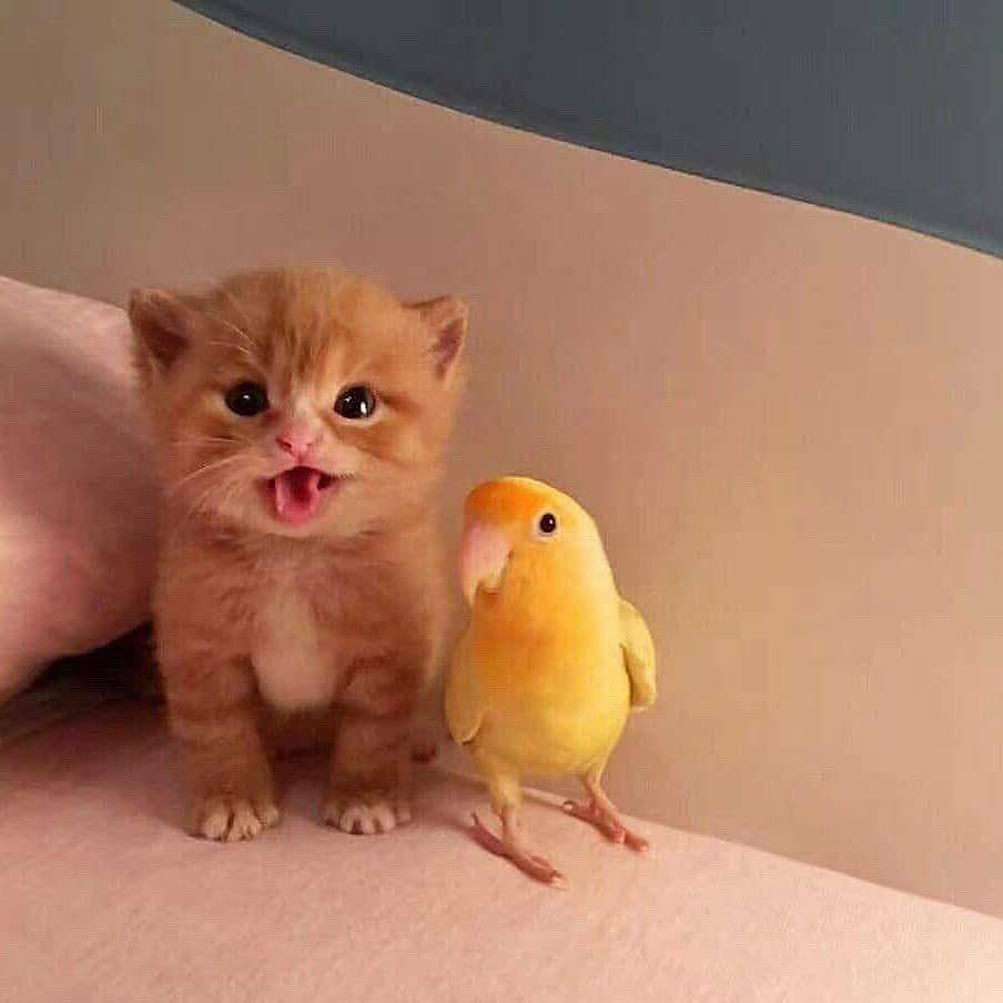 instagram.com/goodly_cat