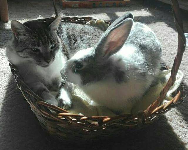 instagram.com/cats_dogs