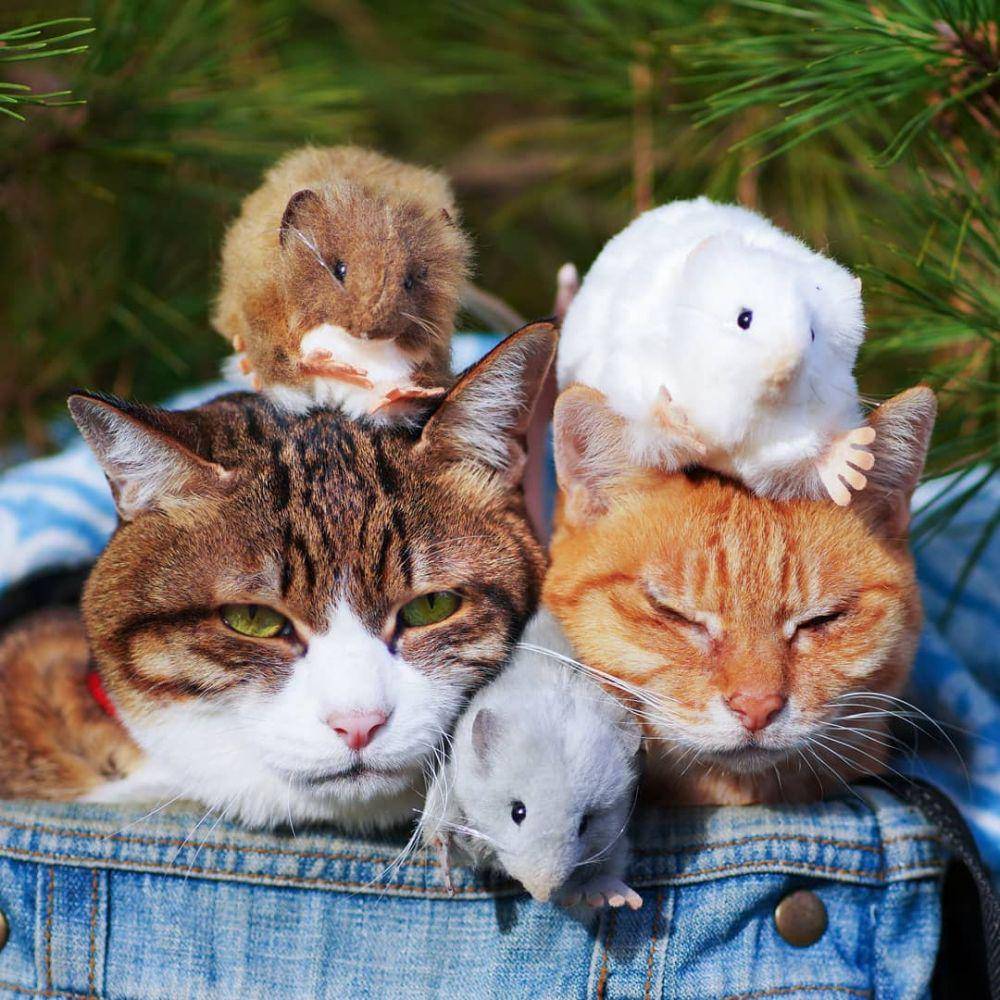 instagram.com/the.traveling.cats