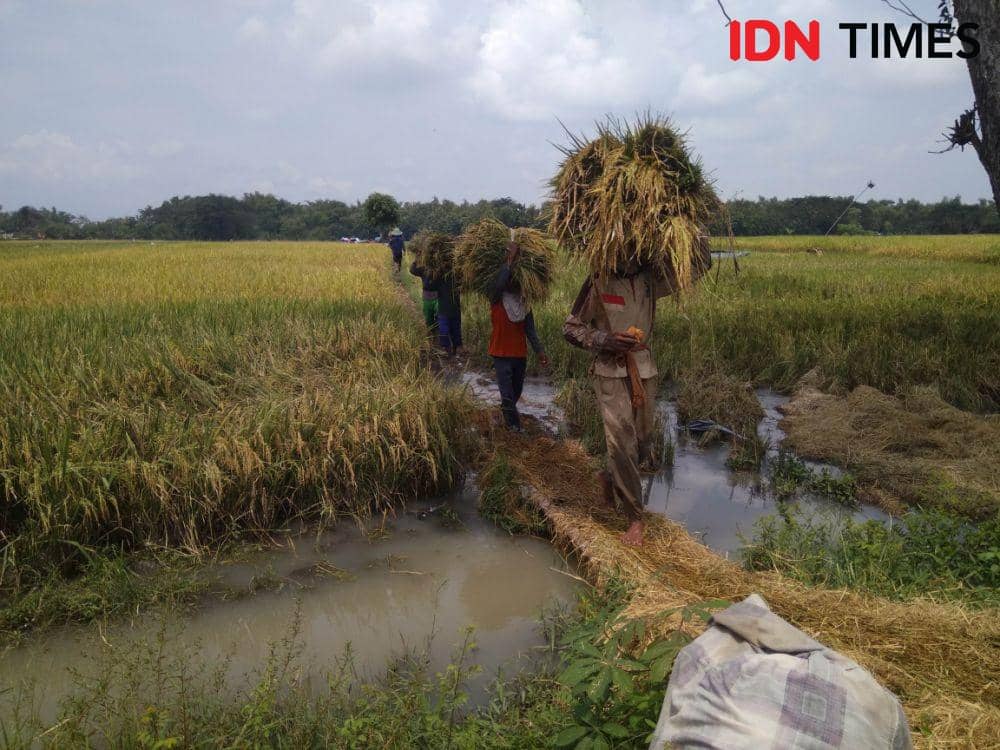 133 Hektare Sawah di Kabupaten Madiun Sempat Terendam Banjir