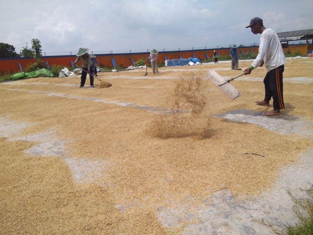 Sejumlah petani di Kabupaten Madiun sedang menjemur padi setelah dipanen, Rabu (15/4). IDN Times/Nofika Dian Nugroho