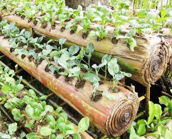 6 Langkah Super Mudah Membuat Taman Hidroponik dari Batang Pisang