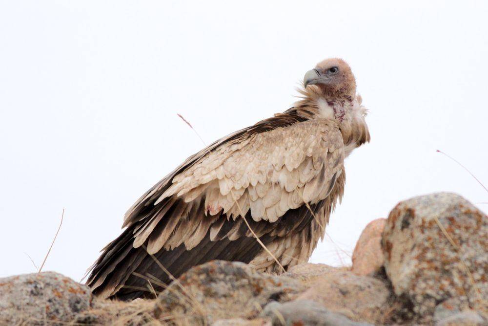 xinjiang.birds.watch