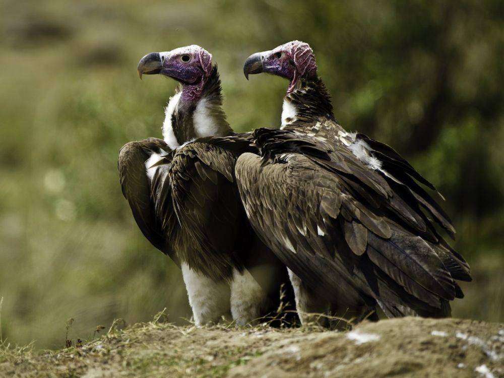 ebird.org