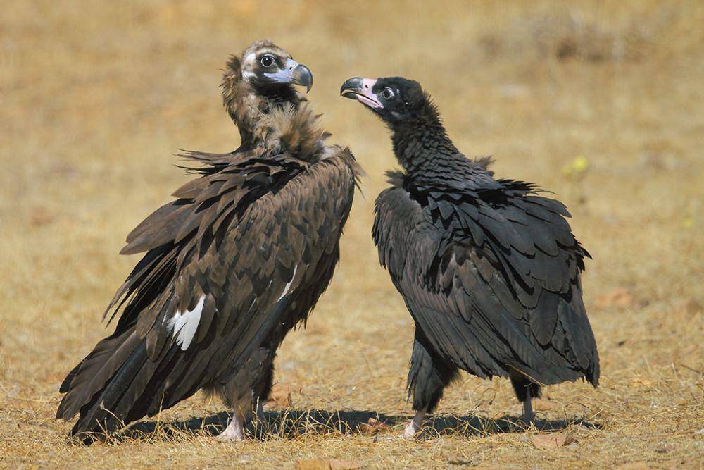 burung bangkai (elpocito.com)