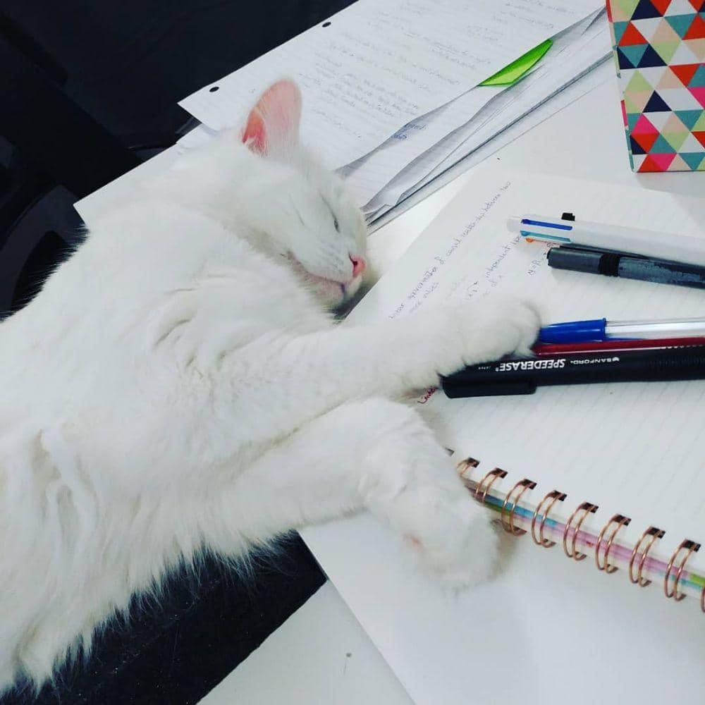 instagram.com/_momo.cat.ca