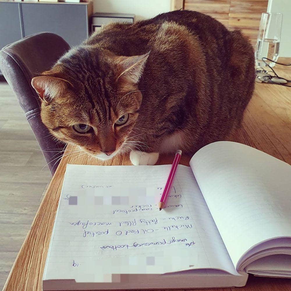 instagram.com/thechloethecat