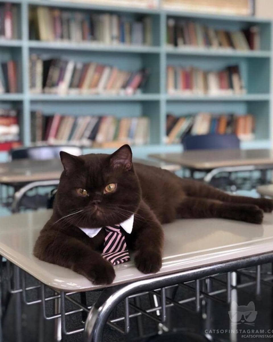 instagram.com/cats_of_instagram