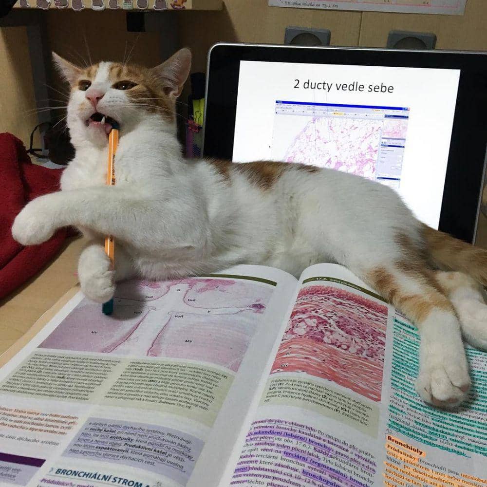 instagram.com/mad_met_student