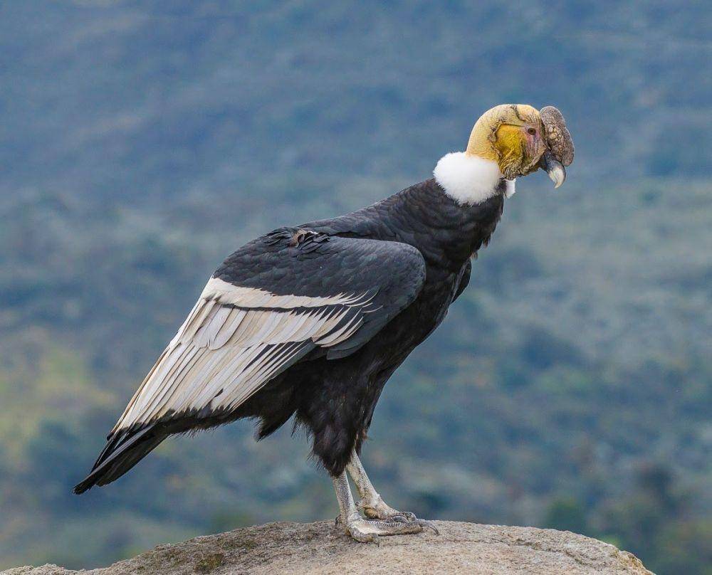 birdscolombia.com