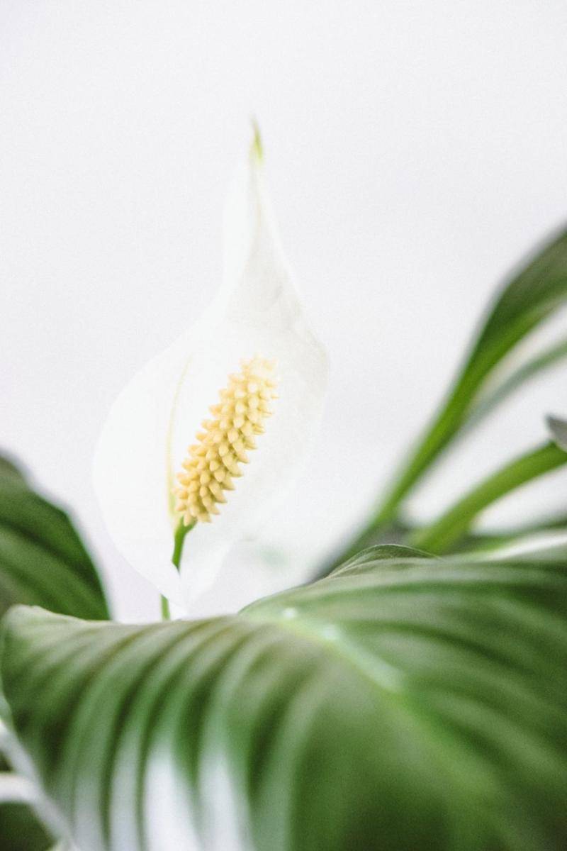 Unsplash/Mitchel Lensink