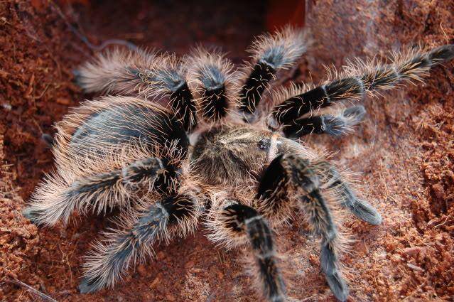 tarantulaheaven.com