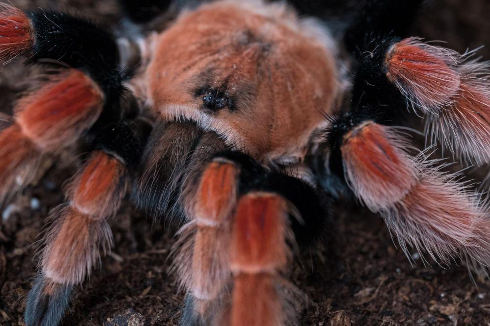 7 Fakta Tarantula, Laba-Laba Terbesar yang Ternyata Rapuh