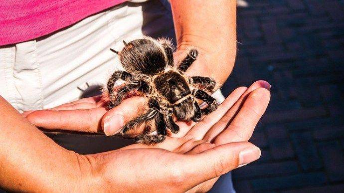 tarantulafriendly.com
