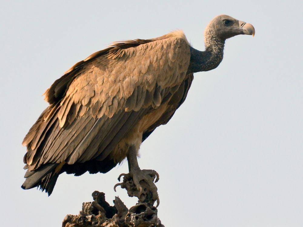 ebird.org