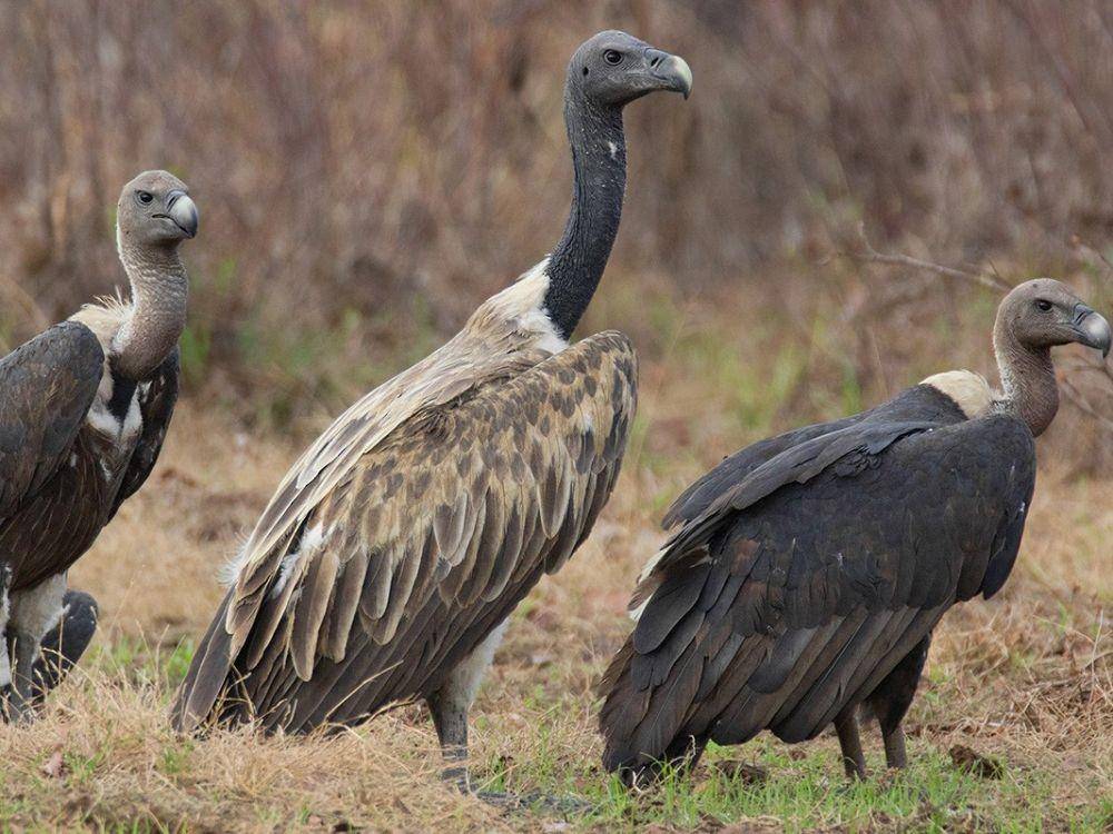 ebird.org