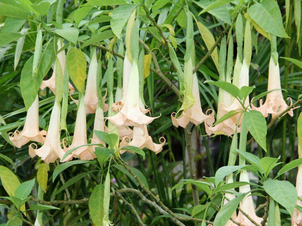 worldoffloweringplants.com