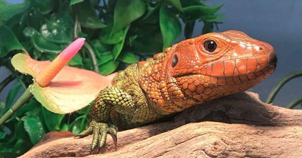 5 Fakta Menarik dari Caiman, Spesies Kadal dengan Ekor Beracun
