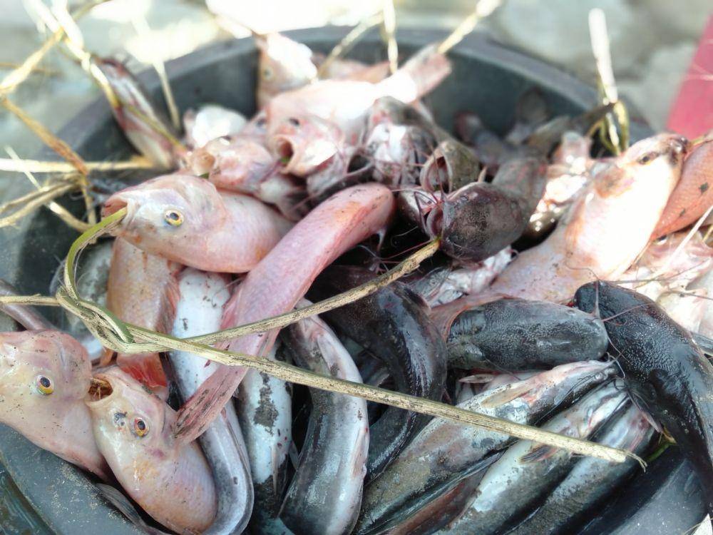 Ikan nila dan lele untuk berbagai kepada warga yang terdampak COVID-19 bisa diolah menjadi lauk-pauk. IDN Times/Daruwaskita