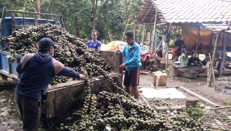 Buah beluluk baru dipanen di Desa Jambi Tulo/IDN Times/Dokumentasi Adi Jambi Tulo