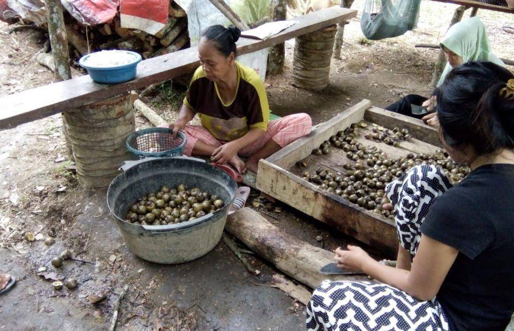 Ibu-ibu di Desa Jambi Tulo memilih buah beluluk untuk dijadikan kolang-kaling/IDN Times/Dokumentasi Adi Jambi Tulo