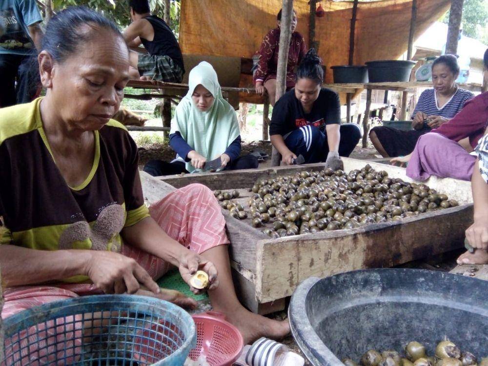 Ibu-ibu di Desa Jambi  Tulo mengupas buah beluluk sebelum dijadikan kolang-kaling/IDN Times/Dokumentasi Adi Jambi Tulo