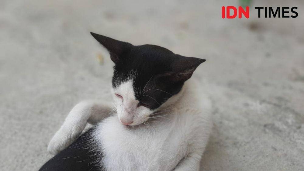 Ilustrasi Kucing (IDN Times/Besse Fadhilah)