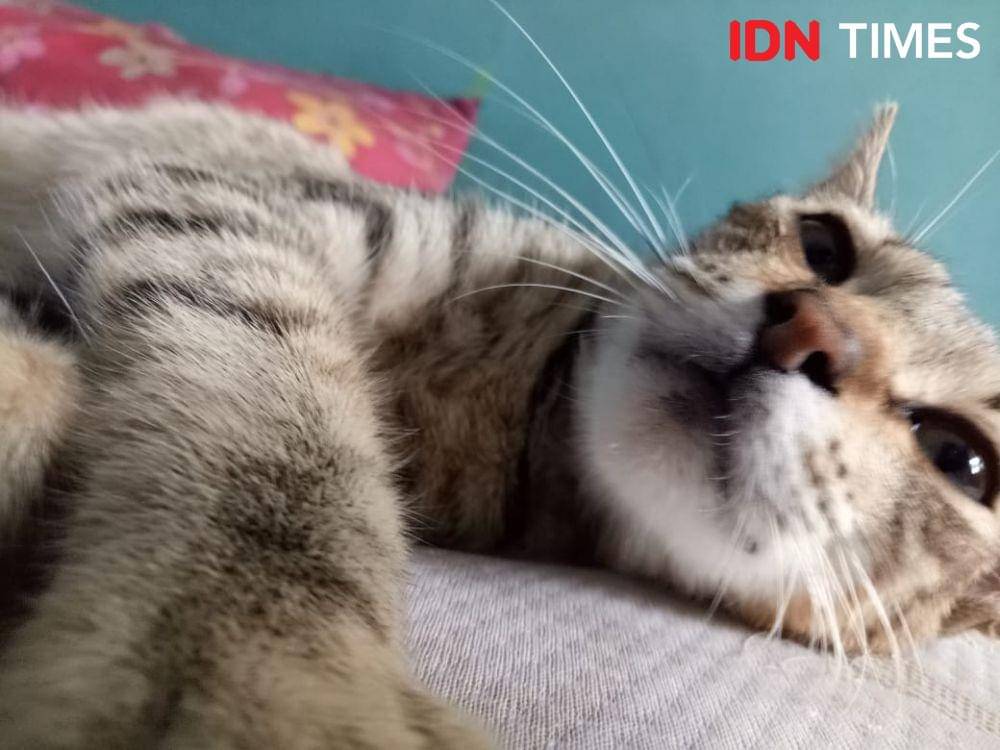 Ilustrasi Kucing (IDN Times/Shemi)