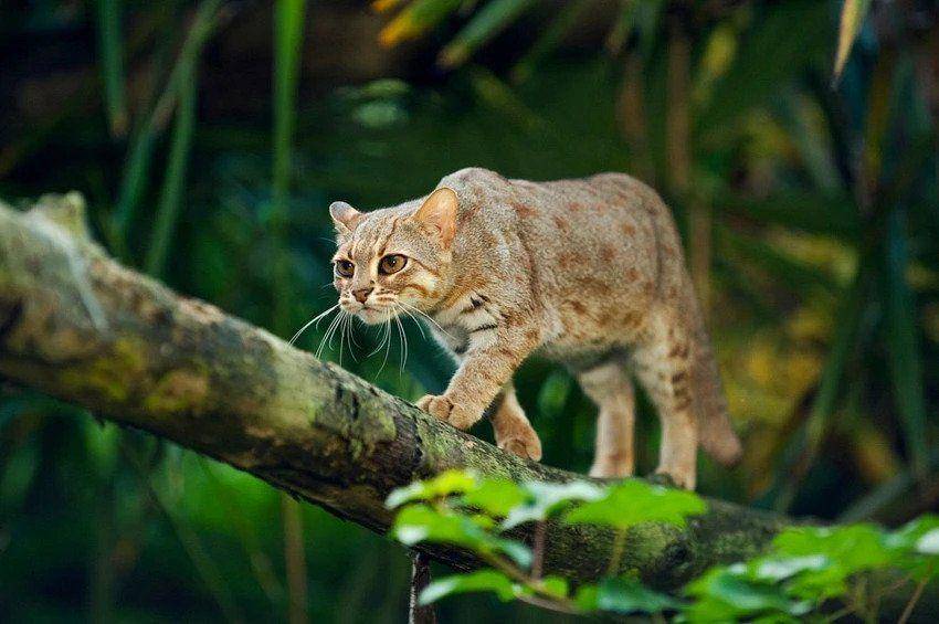 Boxiecat.com