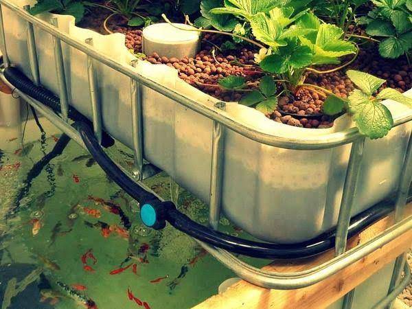 gogreenaquaponics.com
