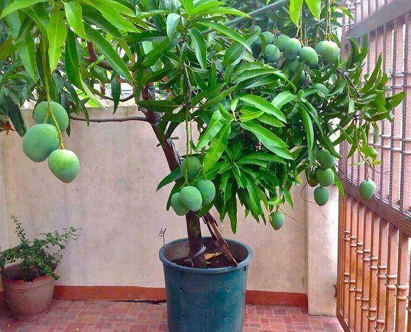 balconygardenweb.com