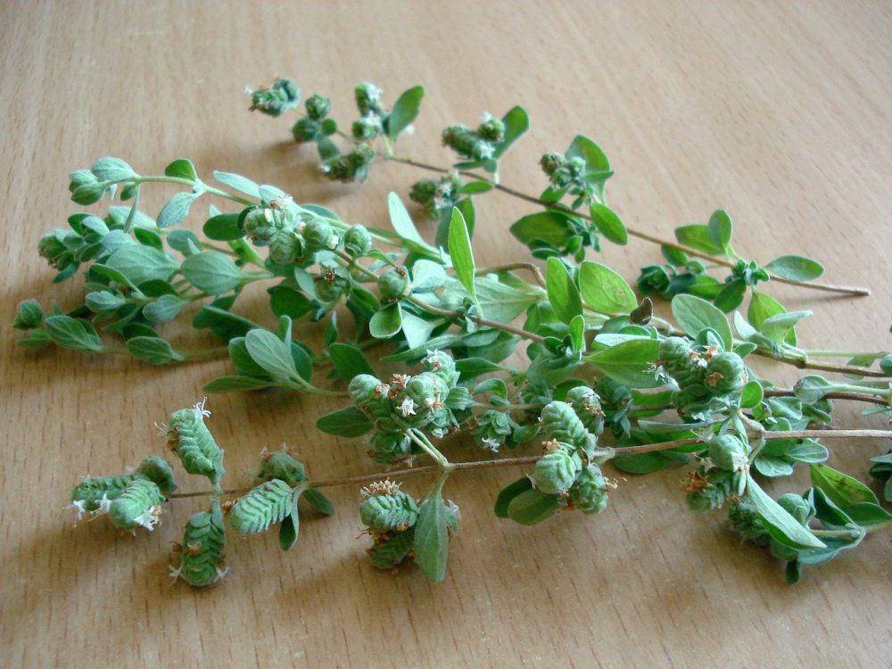 Oregano segar. pixabay.com/Evgen orlova