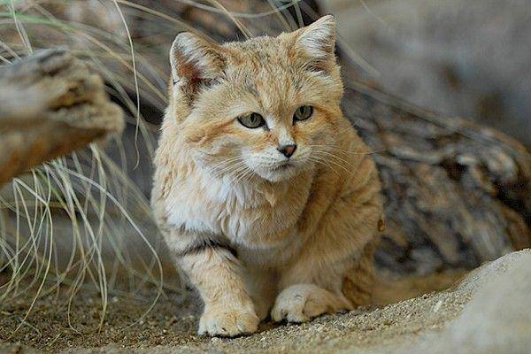 Livingdesert.org