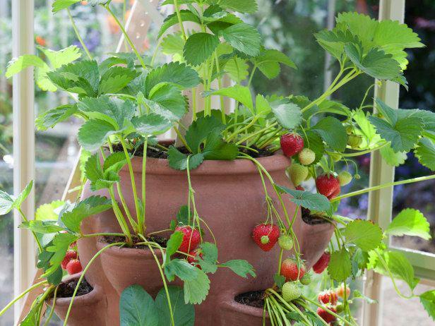 10 Ide Bertanam Buah di Rumah dengan Halaman Sempit