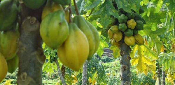 www.jenisfloraindonesia.web.id