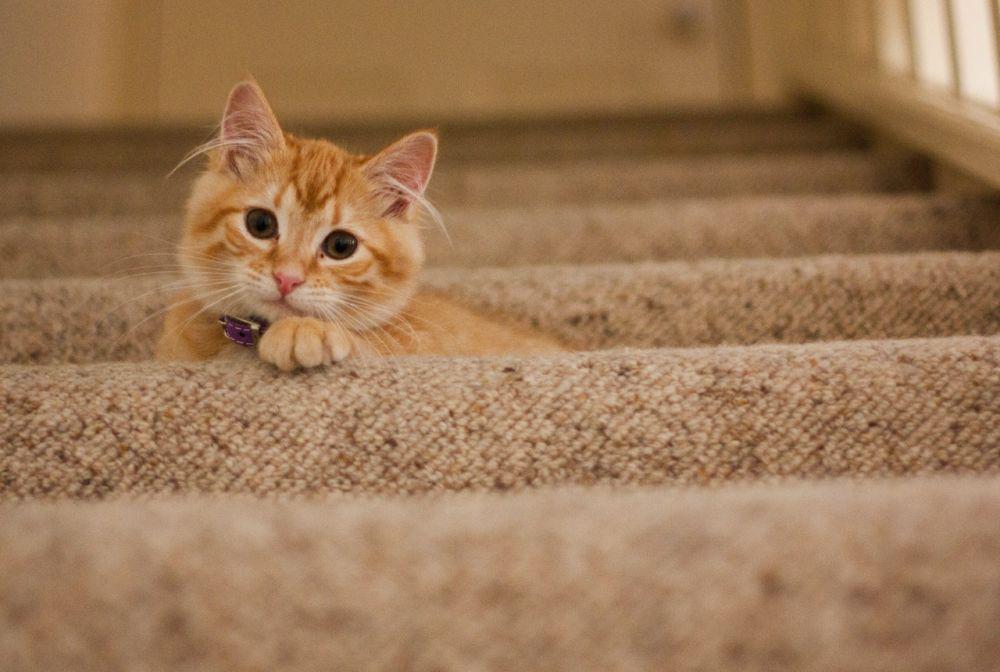 Kucing 101: 5 Tips Pelihara Anak Kucing Pertama Kali