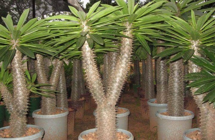 morflora.com