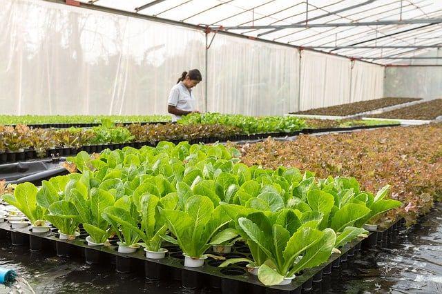 Pemkab Sleman Buka Peluang Usaha Tani Organik Berbasis Kawasan