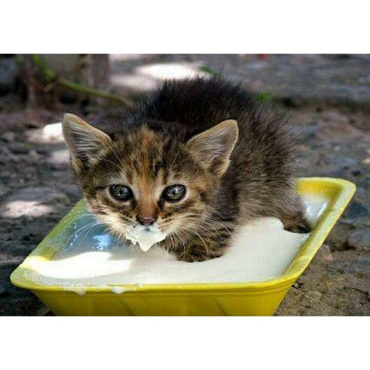 9 Kelucuan Kucing Saat Minum Susu, Ada yang Sampai Tumpah Kemana-mana!