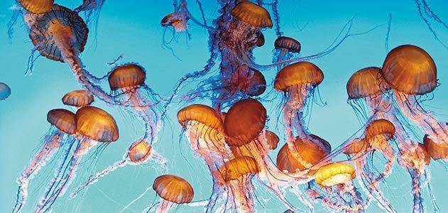 smithsonianmag.com