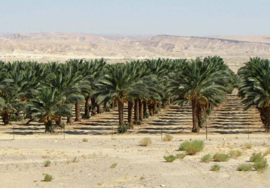 Ilustrasi pohon kurma (jpost.com)