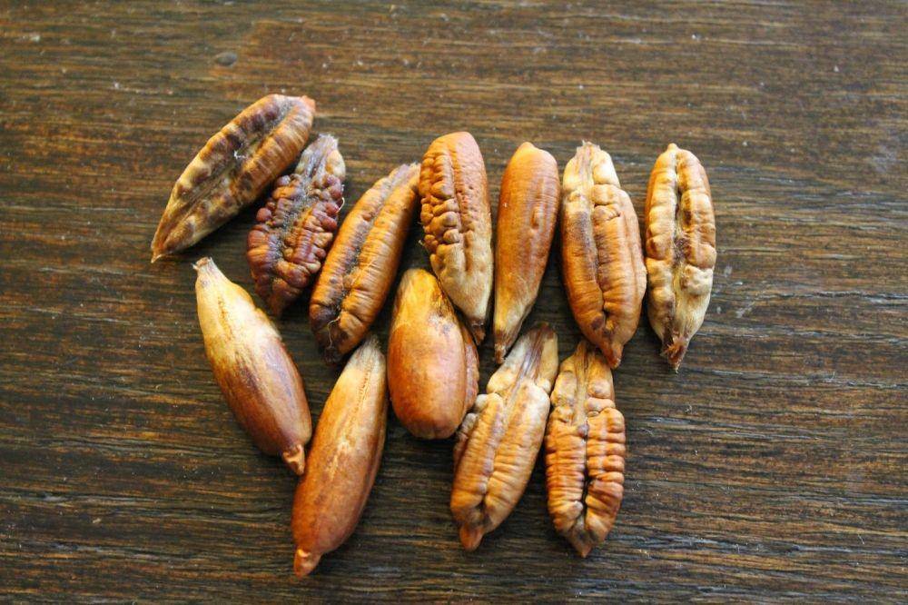 Ilustrasi kurma (edibletropicalplants.com)