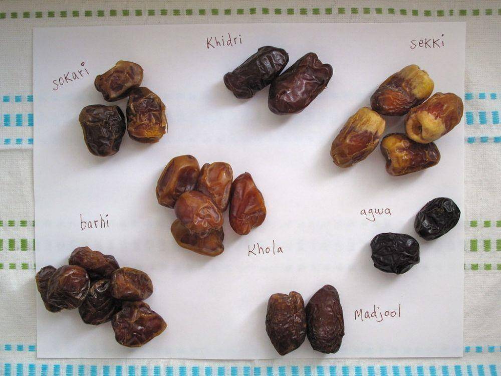 Ilustrasi kurma (flickr.com/Kerrin Rousset)