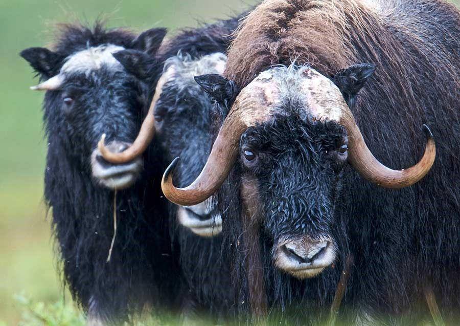 Wikimedia Commons/Bering Land Bridge National Preserve