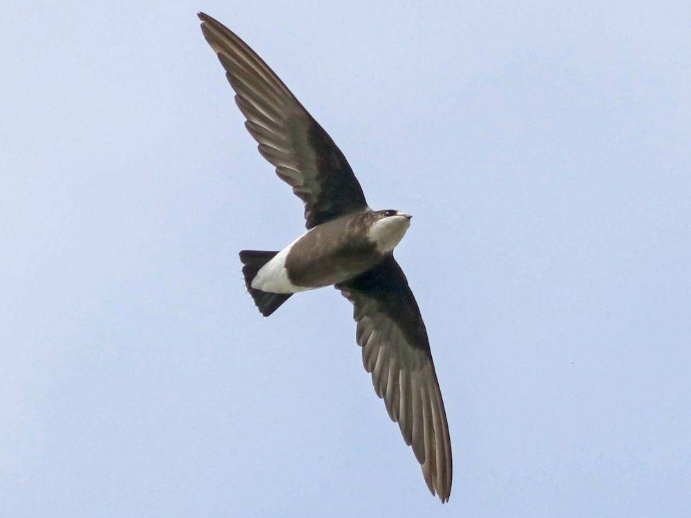 ebird.org