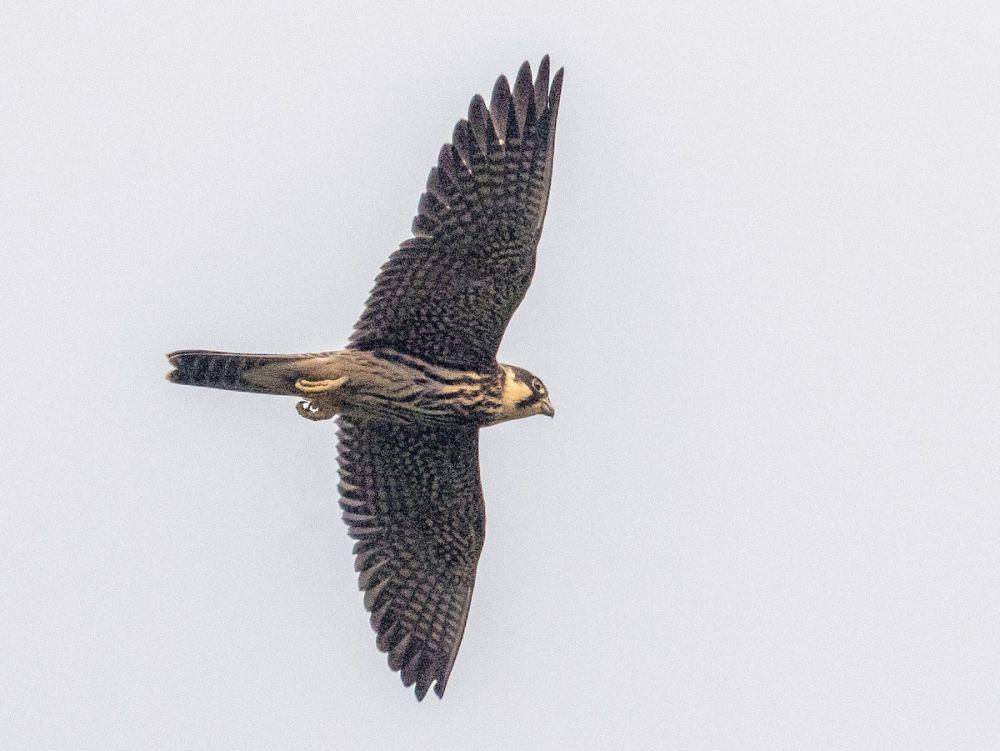 ebird.org