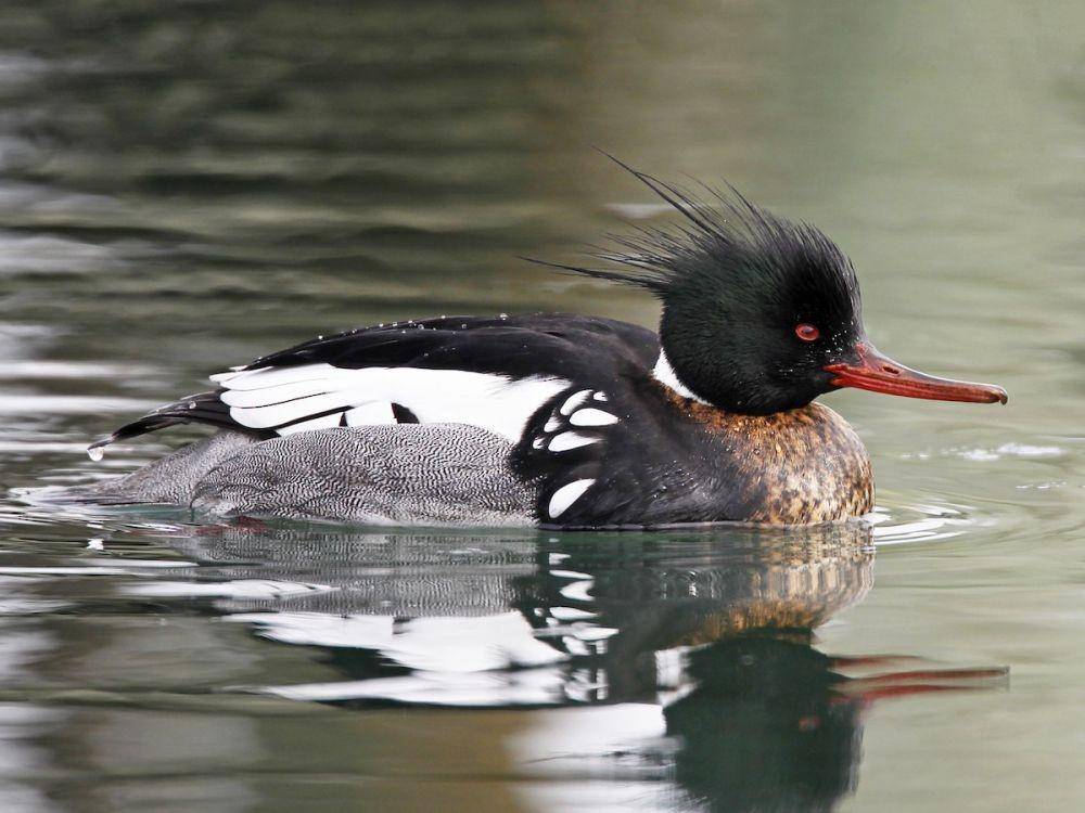 ebird.org