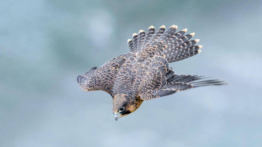 audubon.org
